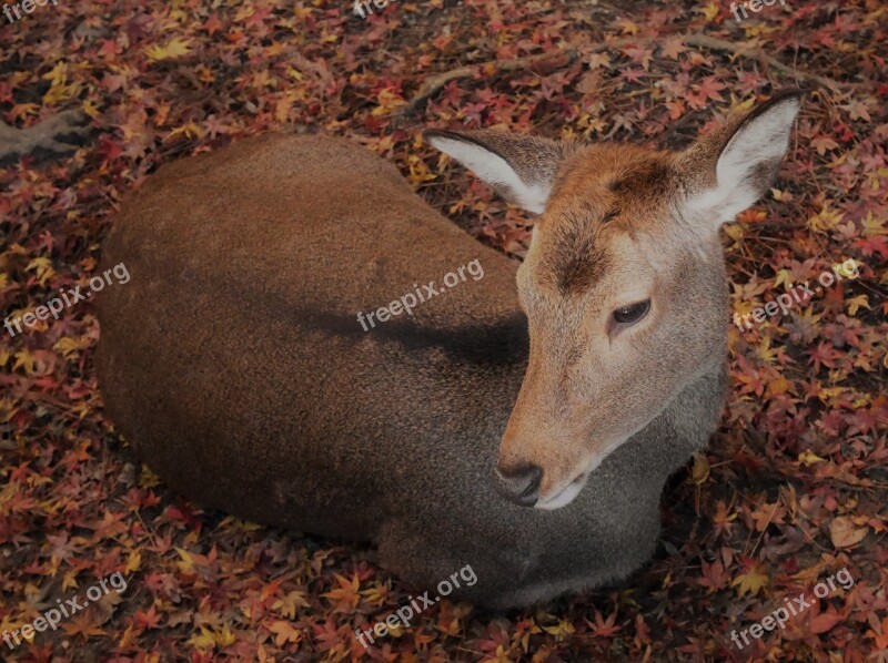 Deer Autumn Recreation Silence Nara