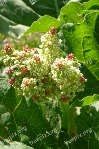 Rhubarb Rheum Rhaponticum Flower Garden Vegetable Garden