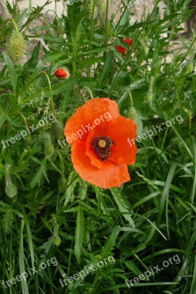 Poppy Papaver Rhoeas Flowers Red Petals