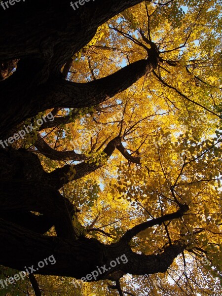 Ginkgo Biloba Big Tree Stem Autumn Sunbeams