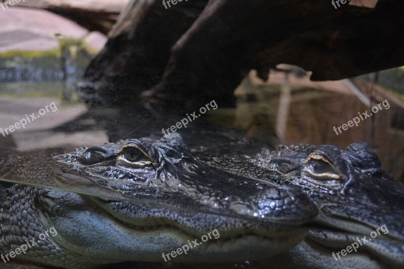 Zoo Crocodile Vivarium Tortie Animal