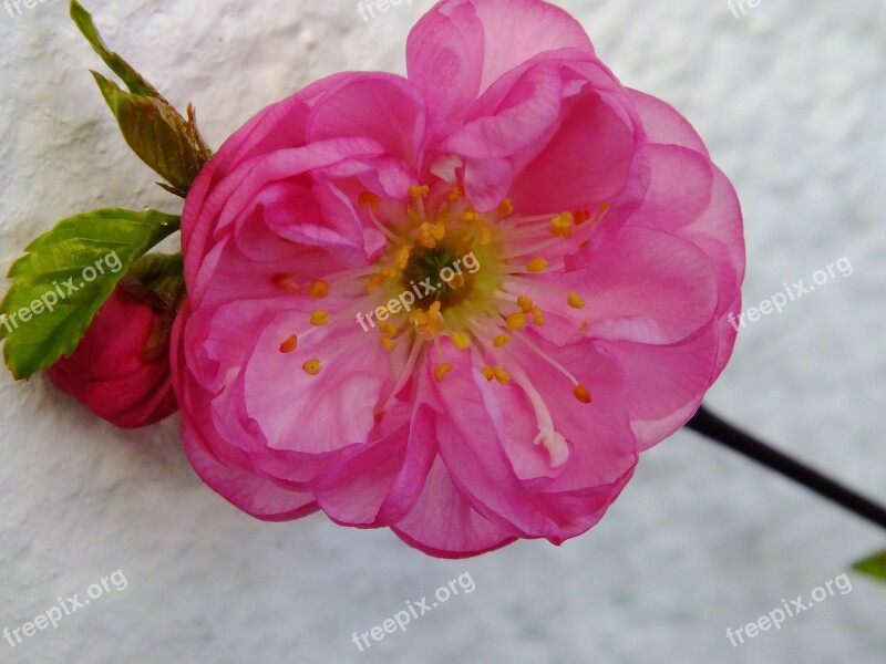 Blossom Bloom Mandelbaeumchen Spring Awakening Almond Blossom