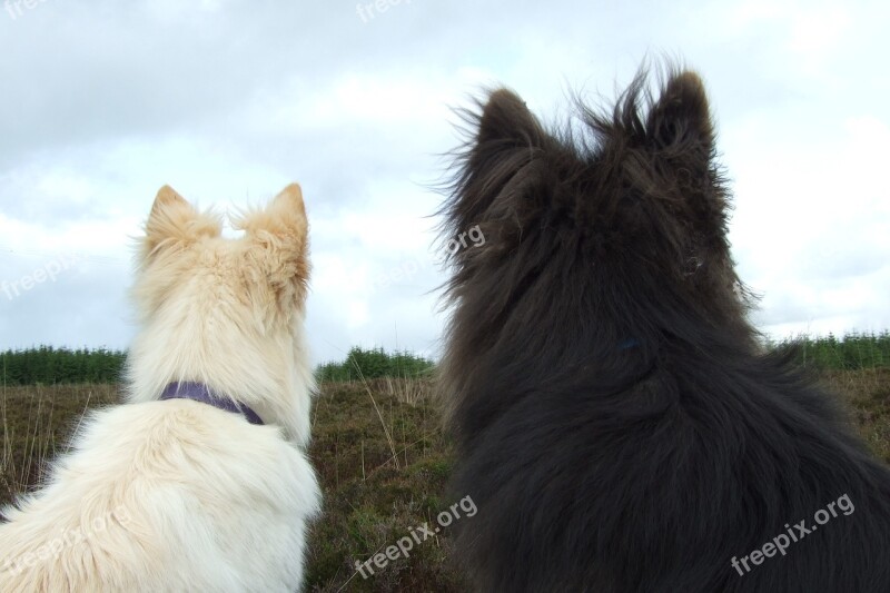 Dogs White Fur Black Fur Back View Friends