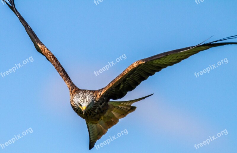 Buzzard Raptor Bird Bird Of Prey Common Buzzard