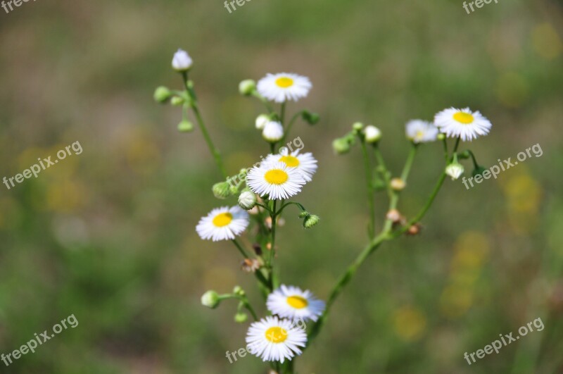 Flower Plant Sumer Nature Floral