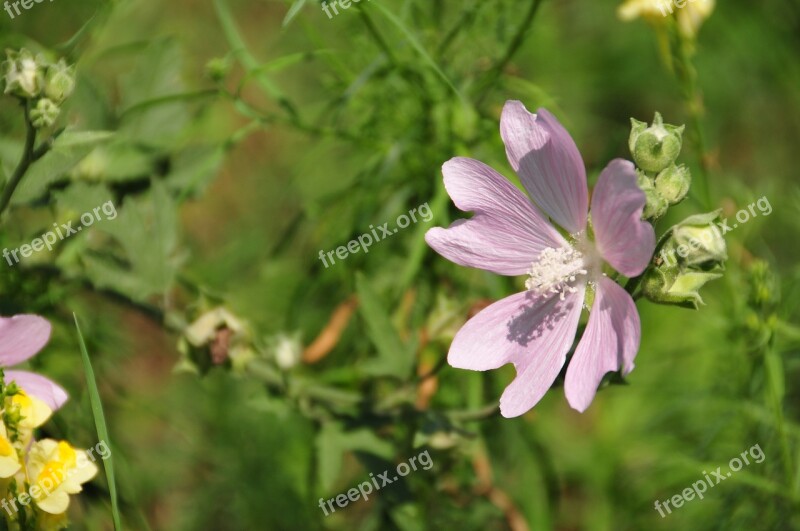 Flower Plant Sumer Nature Floral