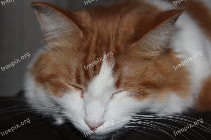 Cat Sleeping Feline Pet Red Fur