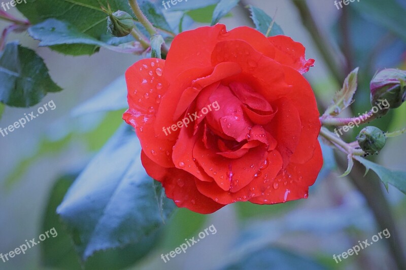 Flower Pink Flora Pink Flowers Nature