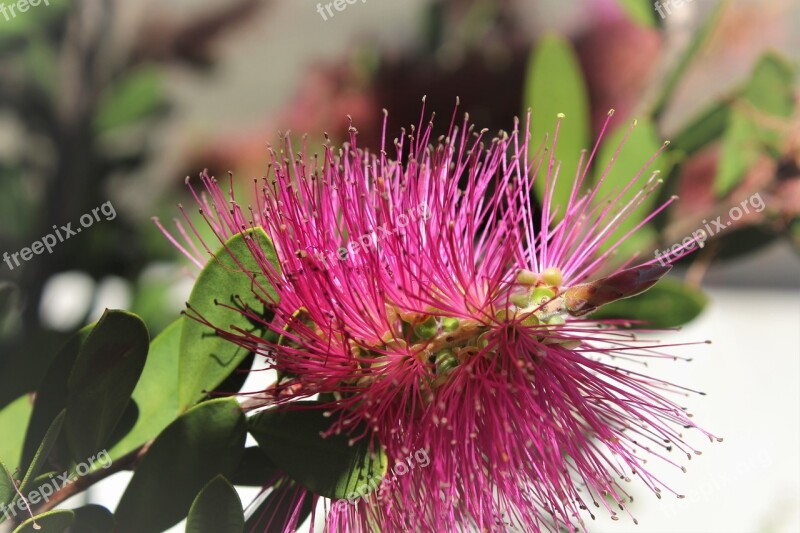 Mimosa Blossom Australia Nature Glower