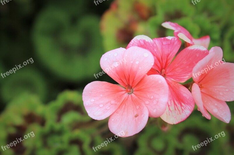 Geranium Nature Glower Flora Pretty