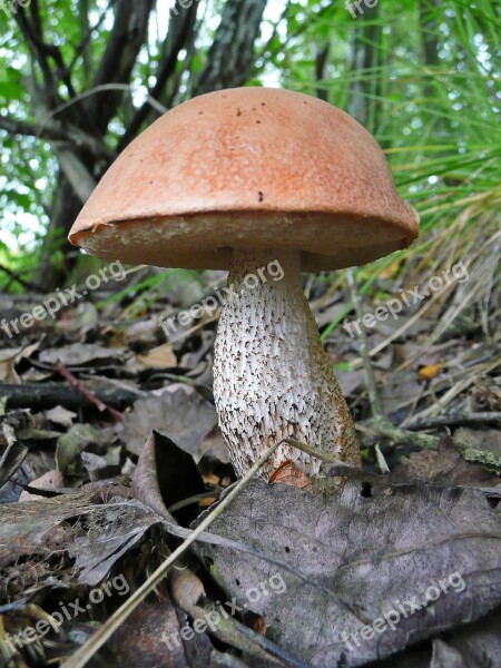 Mushroom Podberjozovik Rough Boletus White Mushroom Mycelium