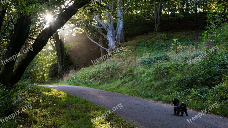 Sun Flare Dog Light Nature