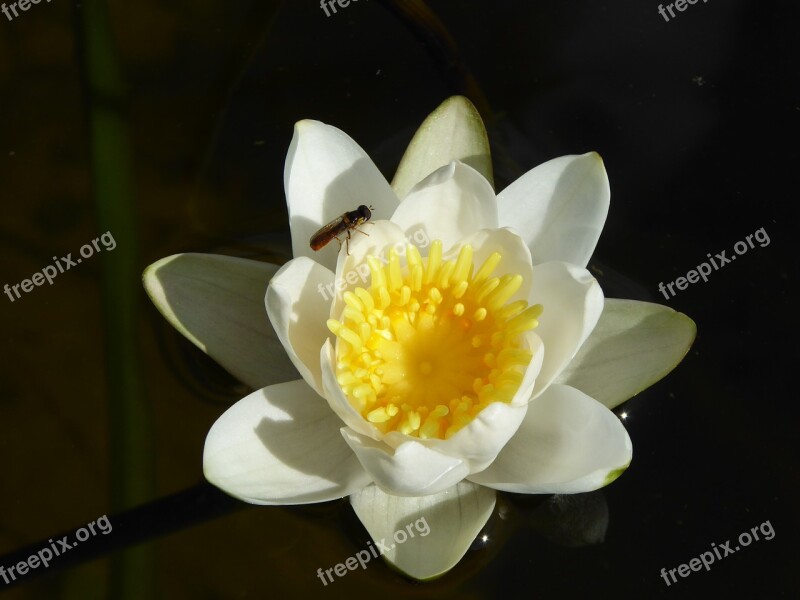 Flower Yellow Water Lily Fly Teichplanze Plant