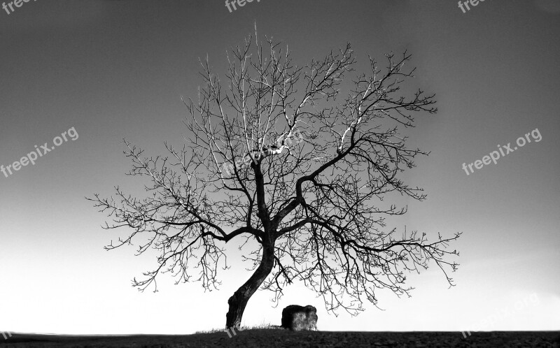 Tree Stone Bench Black And White Autumn Landscape