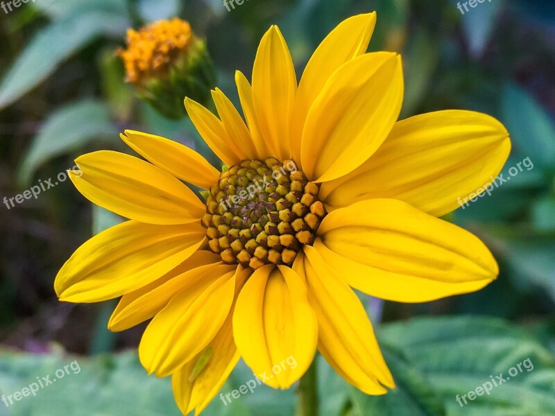 Yellow Flower Petals Yellow Flower Nature