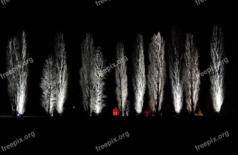 Trees Moon Lighting Mystical Mood