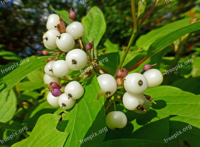 Plant Sambucus Berry Volchya Yagoda Free Photos