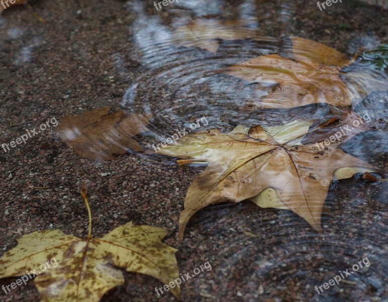 Autumn Water Foliage Tree November