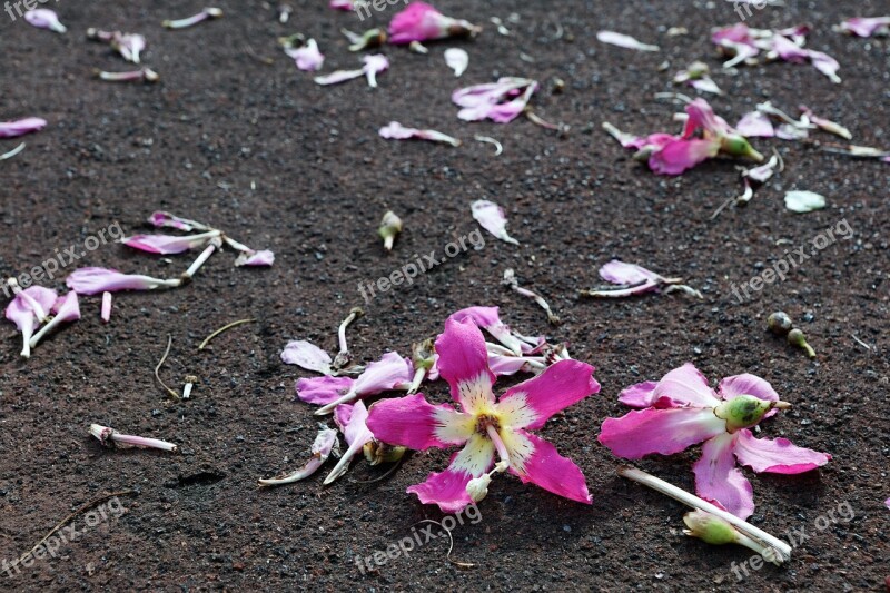 Flower Hibiscus Ground Earth Azores