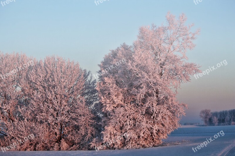 Winter Morning Sun Trees Snow Cold Ice