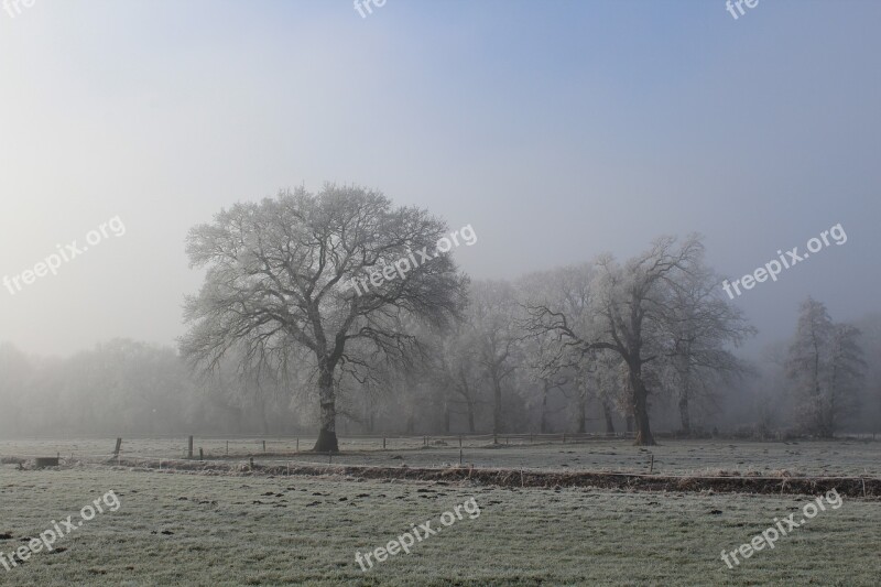 Winter Landscape Tree Cold Wintry