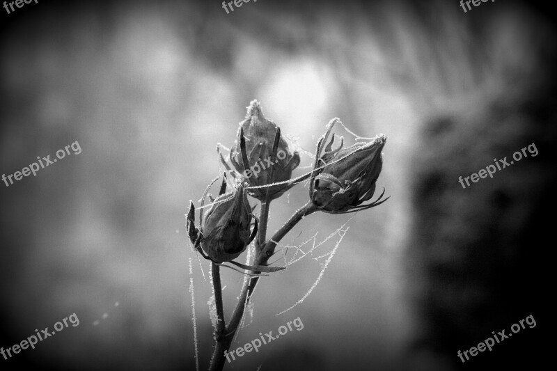 Bud Hibiscus Hibiscus Bud Hoarfrost Cold