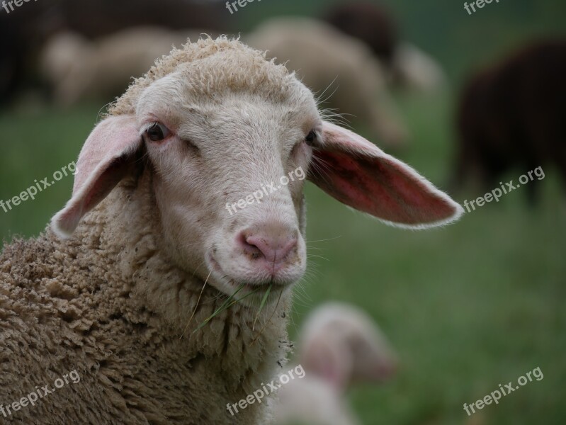 Sheep Pasture Livestock Flock Of Sheep Graze