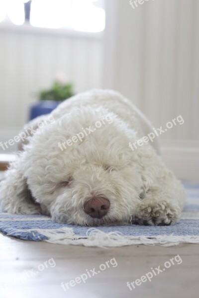 Dog Truffle Dog White Fluffy Animals