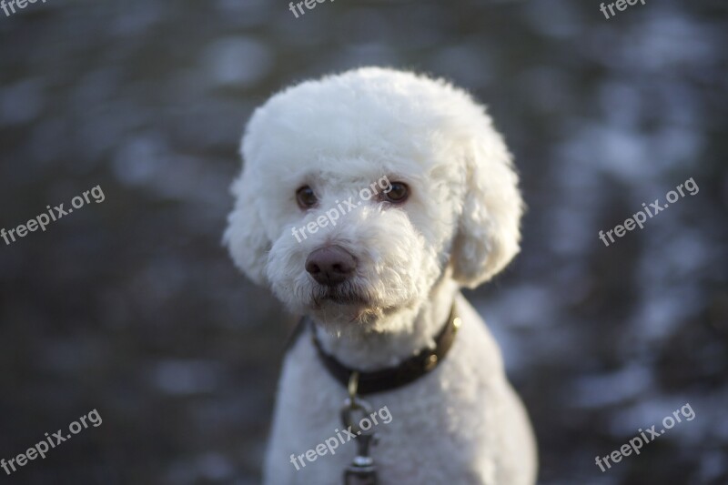 Dog Truffle Dog White Fluffy Animals