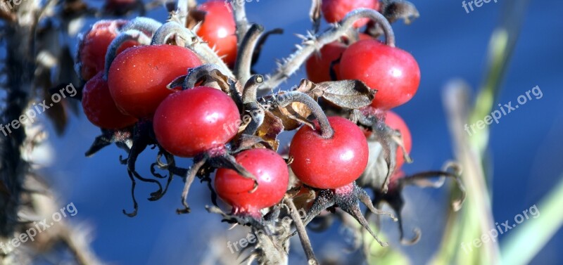 Rose Hip Fruits Red Winter Bush