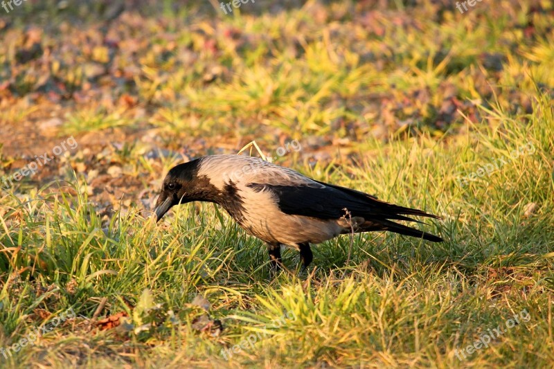 Crow Bird Plumage Morning Sun Hooded Crow