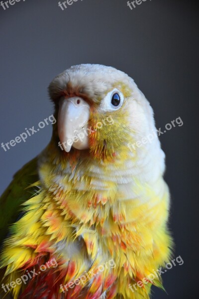 Animal Bird Parakeet Parrot Beak