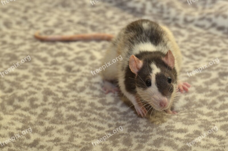 Rat Color Rat Rodent Animal Mammal