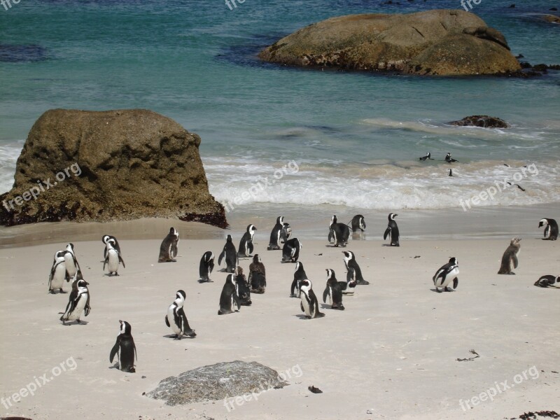 Penguins Sand Ocean Beach Boulders