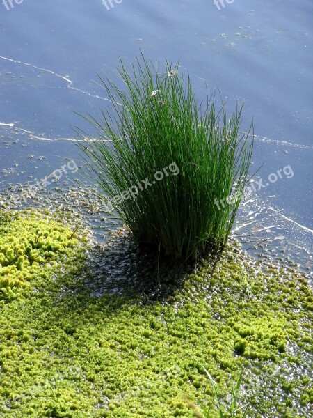 Peat Moss Renaturation Rush Free Photos