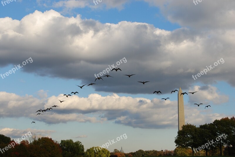 Birds Training Flight Sky Cloud