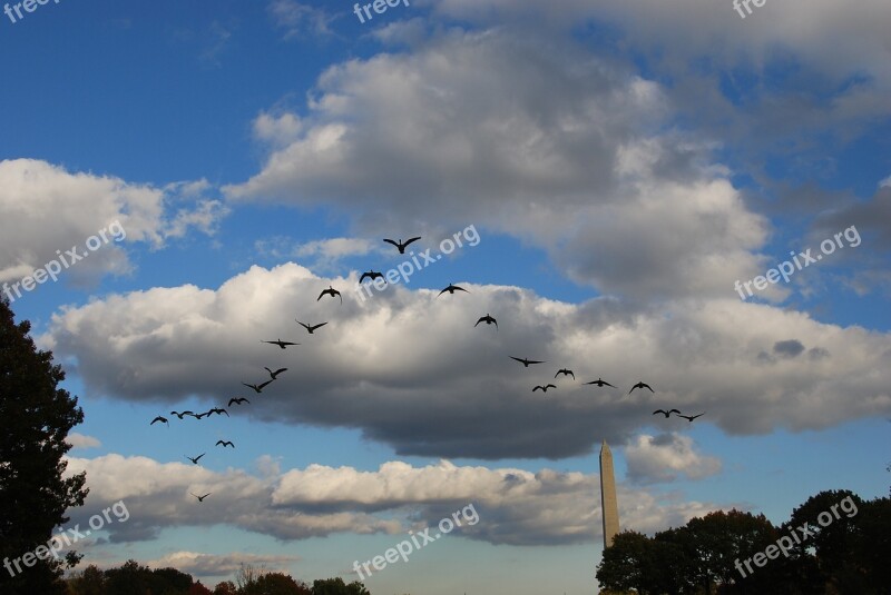 Birds Training Flight Sky Cloud