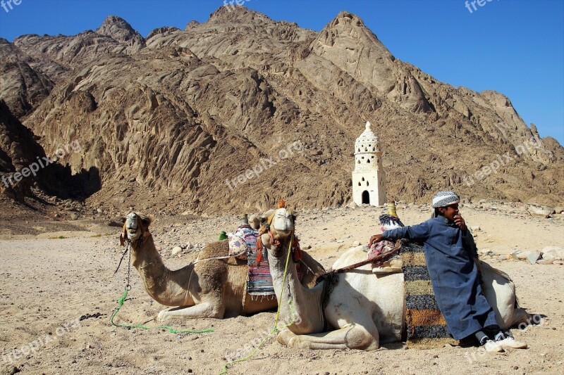 Desert Bedouin Young Habit Turban