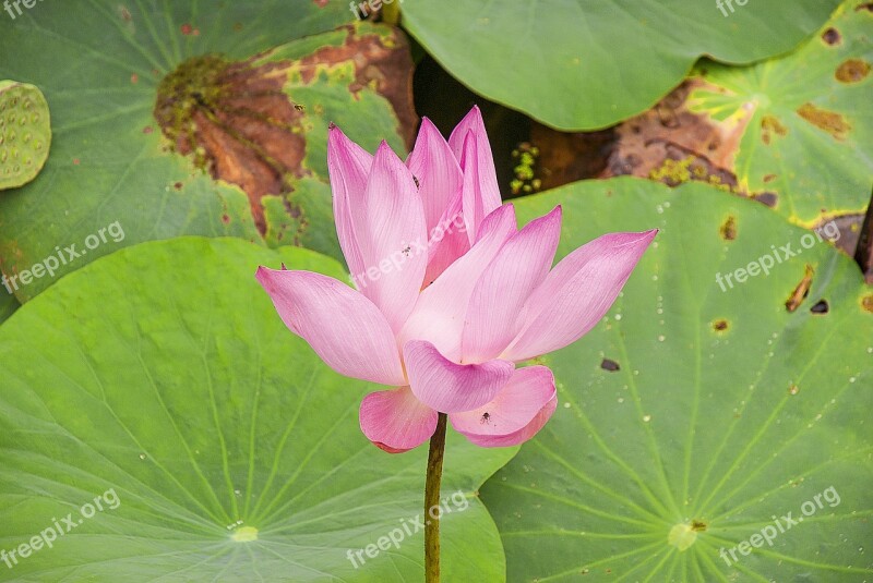 Water Lily Aquatic Plants Tropical Flower Thailand Dannok