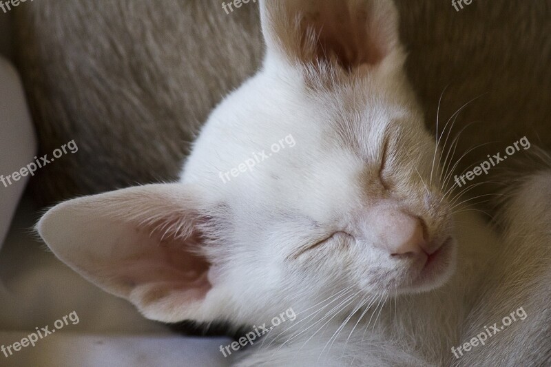 Kitten White Pet Cute Cat