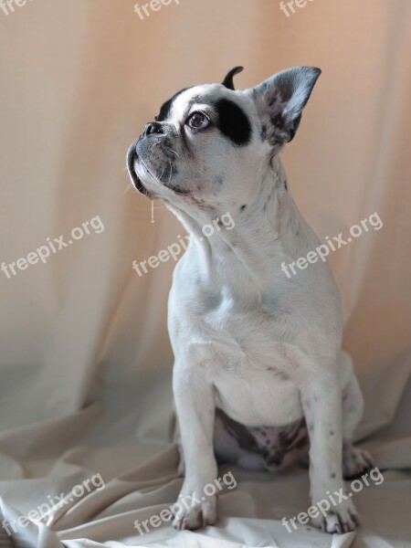 Dog French Bulldog Animal Free Photos