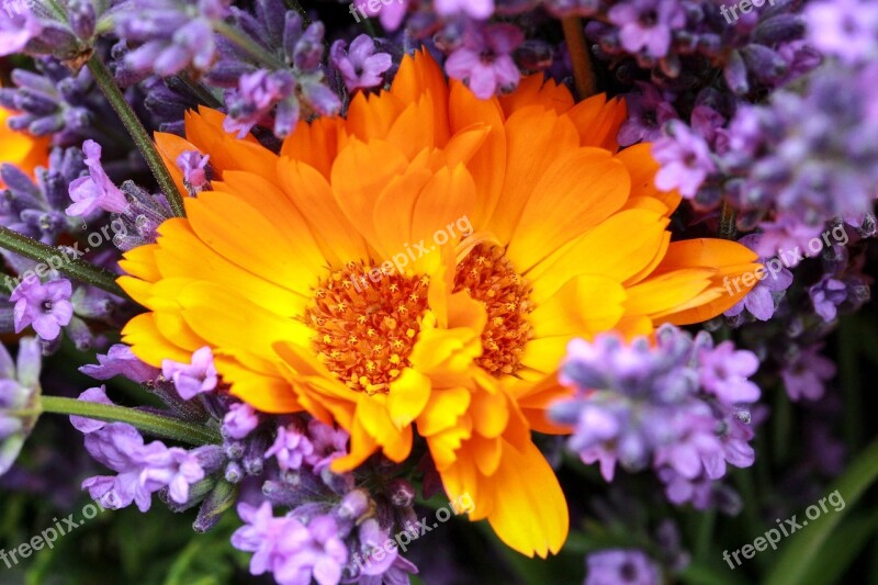 Bunch Of Flowers Marigold Lavender Yellow Purple