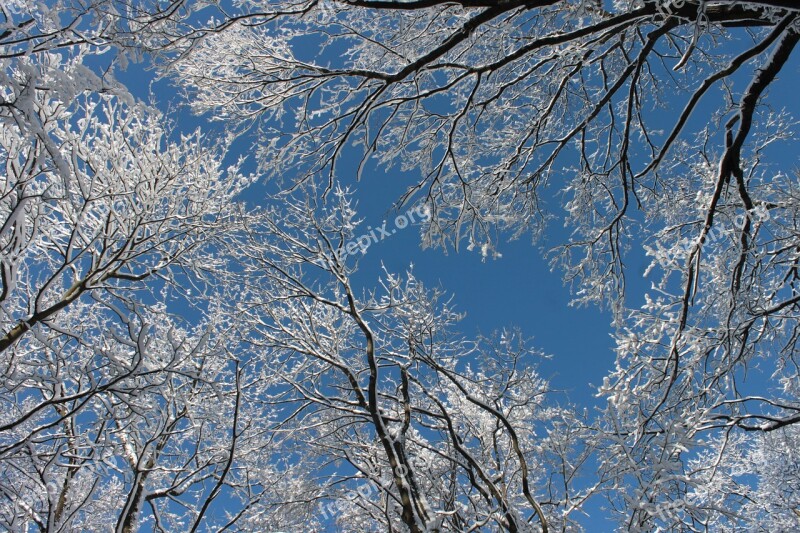 Snowy Branches Winter Trees Snow White