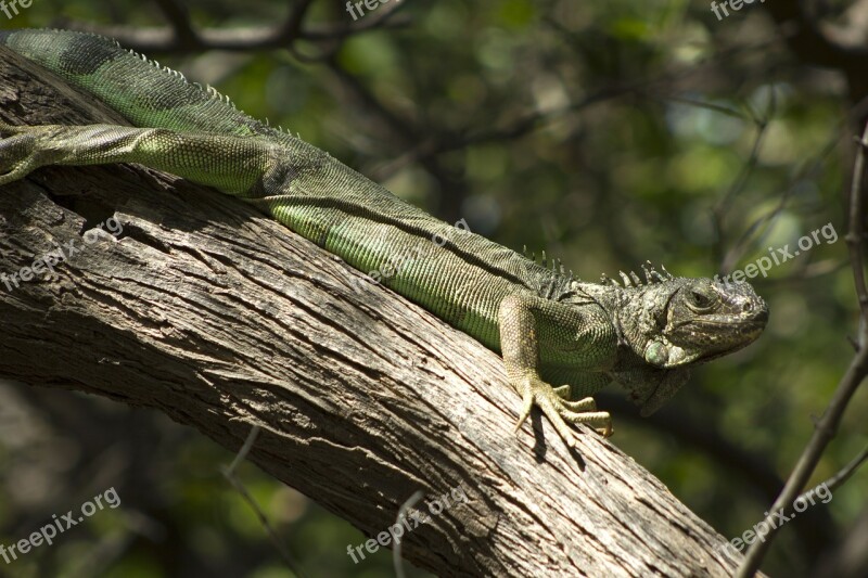 Iguana Colombia Nature Reptile Animal