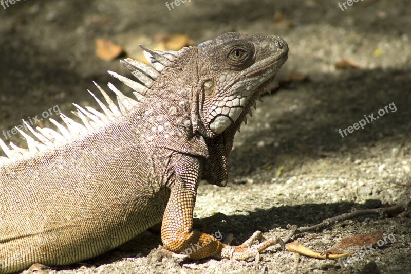 Iguana Animal Exotico Lizard Nature