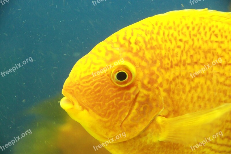 Gold Severum Tsihlazomy Severum Discus False Fish Yellow Fish