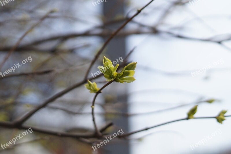 Branch Tree Sheet Spring Handsomely