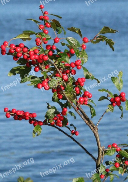 Winterberry Ilex Verticillata Grackle Island Deer Rock Lake Ontario