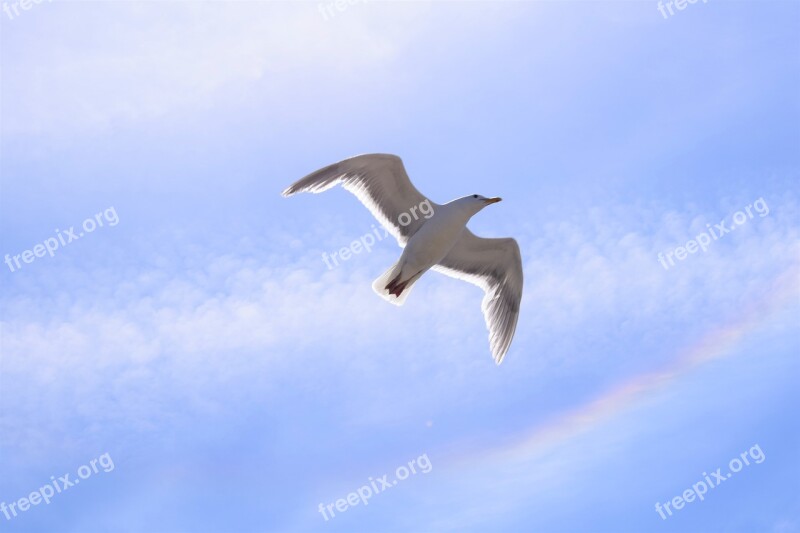 Seagull Rainbow Sky Nature Bird