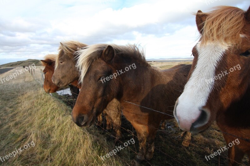 Horses Iceland Nature Animal Icelandic